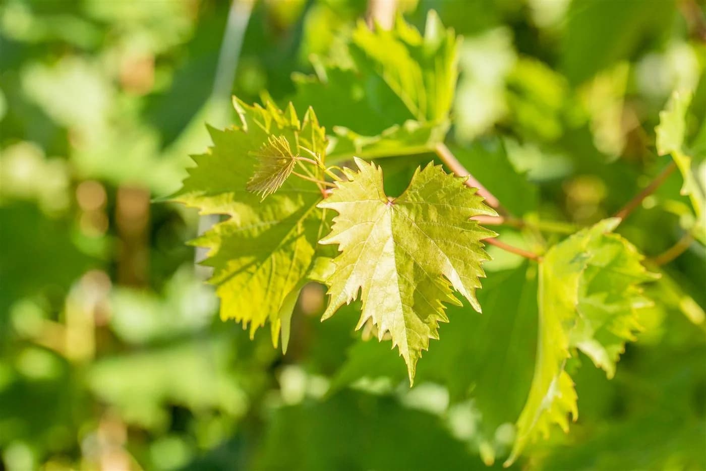 Pflanzen für Dich Obstpflanze Vitis vinifera Muscat bleu Blaue Trauben - Bild 4