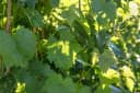Pflanzen für Dich Obstpflanze Vitis vinifera Muscat bleu Blaue Trauben Bild 5