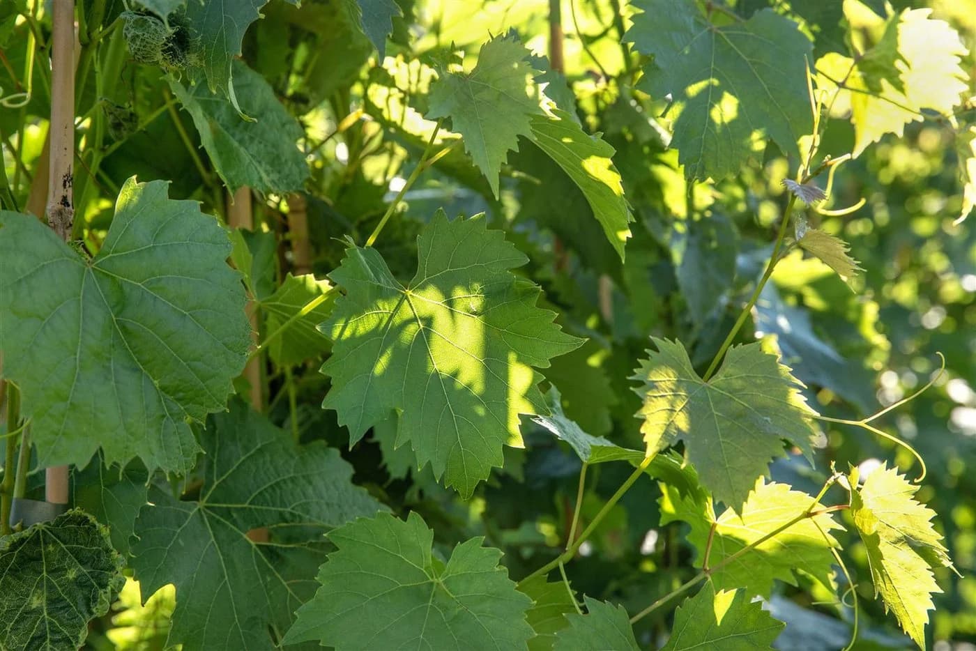 Pflanzen für Dich Obstpflanze Vitis vinifera Muscat bleu Blaue Trauben - Bild 5