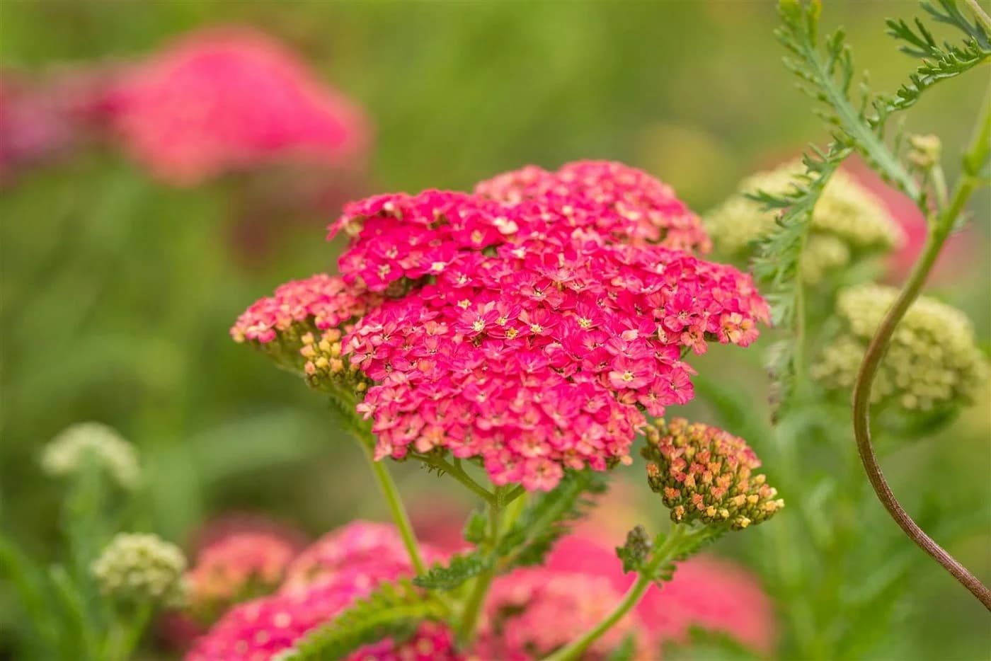 Achillea millefolium 'Sammetriese' Schafgarbe