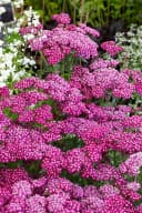Achillea millefolium 'Sammetriese' Schafgarbe Bild 2