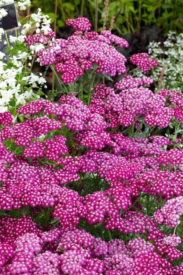 Achillea millefolium 'Sammetriese' Schafgarbe - Bild 2