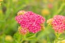 Achillea millefolium 'Sammetriese' Schafgarbe Bild 3