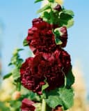 Pflanzen für Dich Stockrose Alcea rosea 'Pleniflora Chaters' Purpur Staude Bild 1