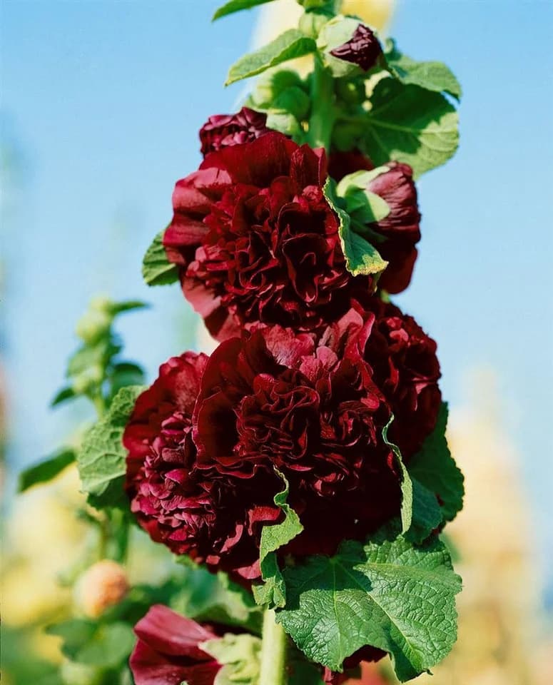 Pflanzen für Dich Stockrose Alcea rosea 'Pleniflora Chaters' Purpur Staude