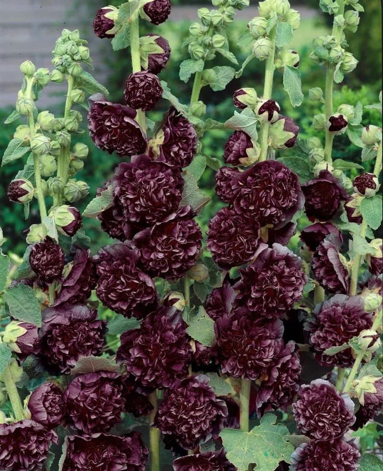 Pflanzen für Dich Stockrose Alcea rosea 'Pleniflora Chaters' Purpur Staude - Bild 2