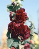 Pflanzen für Dich Stockrose Alcea rosea 'Pleniflora Chaters' Purpur Staude Bild 3