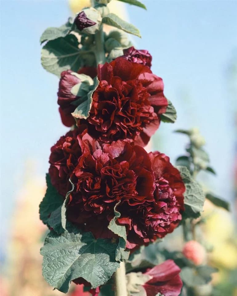 Pflanzen für Dich Stockrose Alcea rosea 'Pleniflora Chaters' Purpur Staude - Bild 3