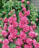 Alcea rosea 'Pleniflora Chaters' Stockrose Rot Bild 1