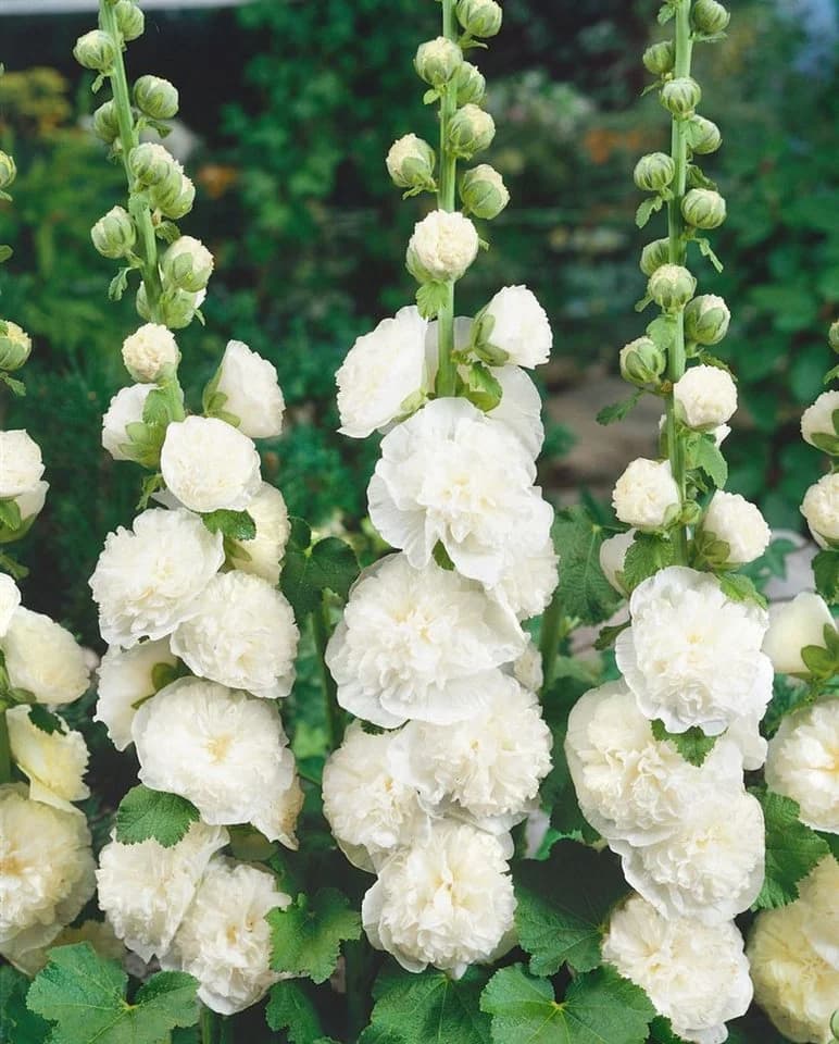 Pflanzen für Dich Stockrose Alcea rosea Pleniflora Chaters Weiß