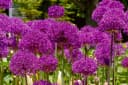 Allium aflatunense 'Purple Sensation' Zierlauch Violett Bild 1