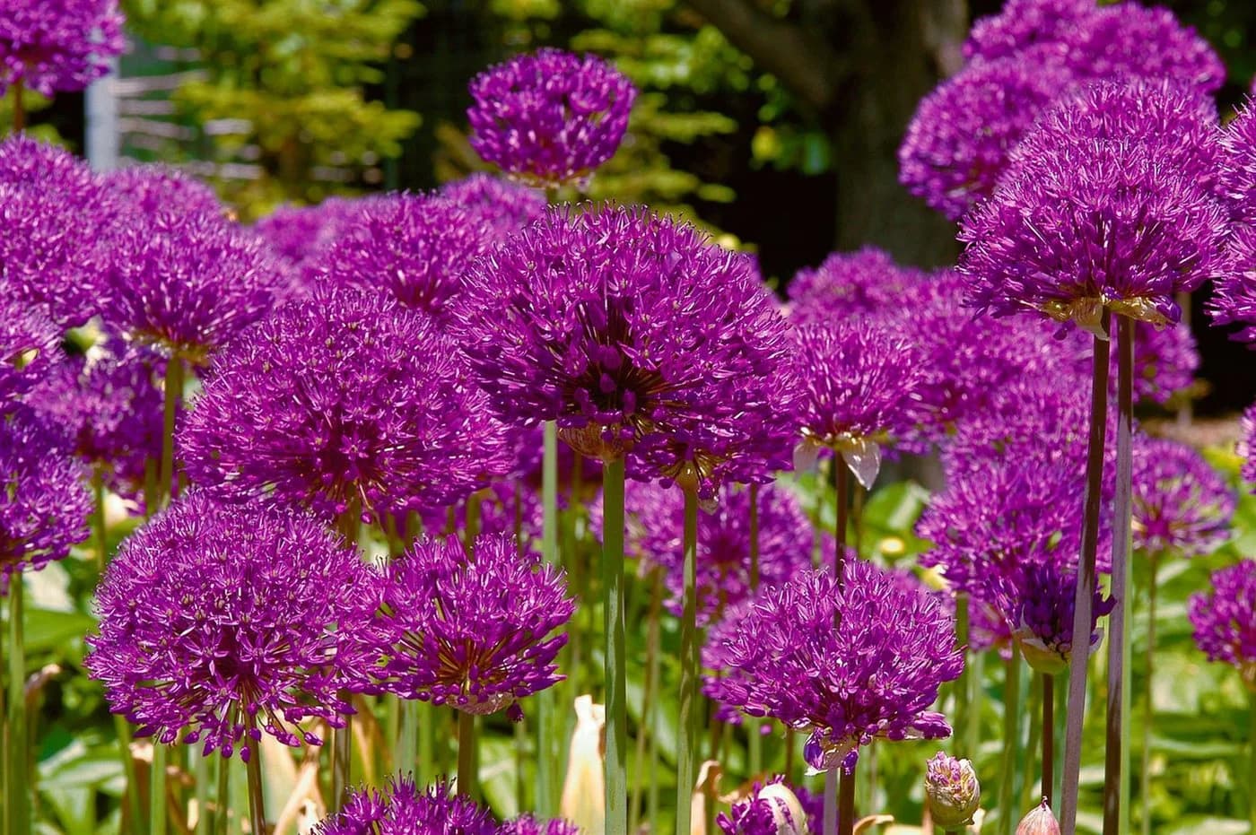 Allium aflatunense 'Purple Sensation' Zierlauch Violett