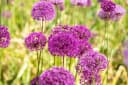 Allium aflatunense 'Purple Sensation' Zierlauch Violett Bild 2