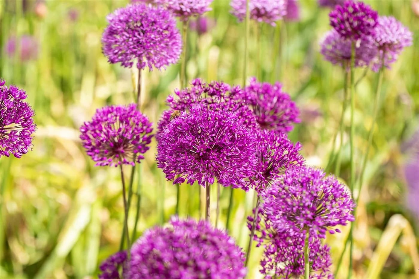 Allium aflatunense 'Purple Sensation' Zierlauch Violett - Bild 2