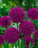 Allium aflatunense 'Purple Sensation' Zierlauch Violett Bild 3