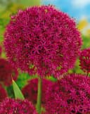 Allium aflatunense 'Purple Sensation' Zierlauch Violett Bild 4