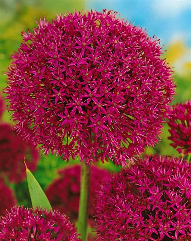 Allium aflatunense 'Purple Sensation' Zierlauch Violett - Bild 4