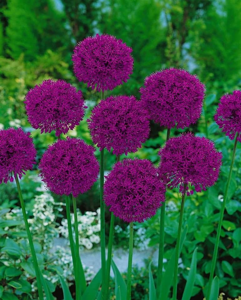 Allium aflatunense 'Purple Sensation' Zierlauch Violett - Bild 5