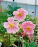 Anemone hupehensis 'Splendens' Herbst-Anemone Rosa Bild 1