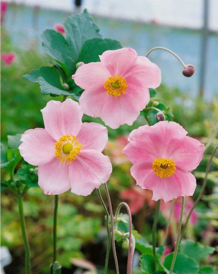 Anemone hupehensis 'Splendens' Herbst-Anemone Rosa