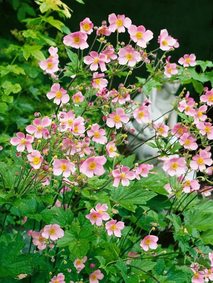 Anemone hupehensis 'Splendens' Herbst-Anemone Rosa - Bild 2
