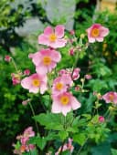 Anemone hupehensis 'Splendens' Herbst-Anemone Rosa Bild 3