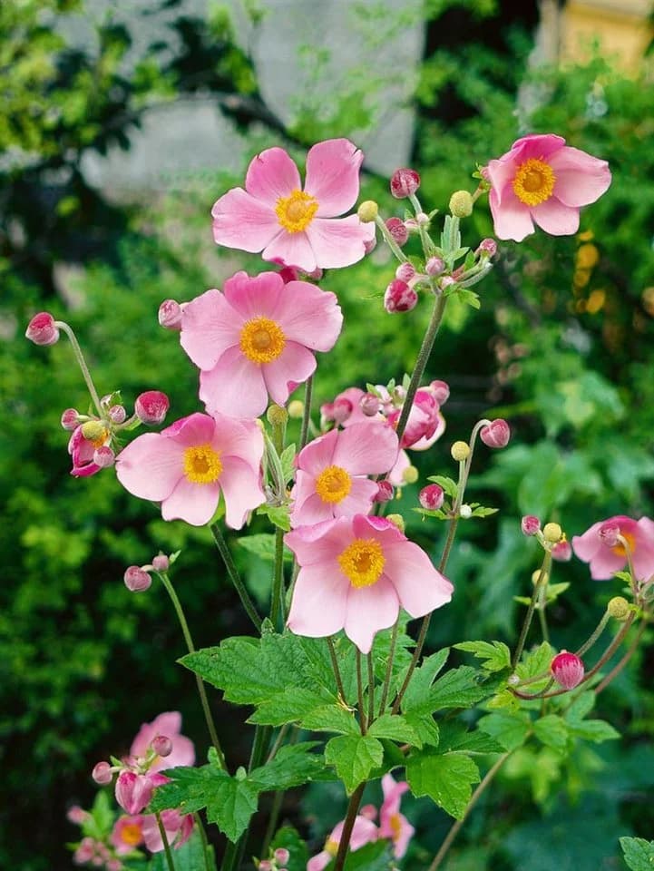 Anemone hupehensis 'Splendens' Herbst-Anemone Rosa - Bild 3