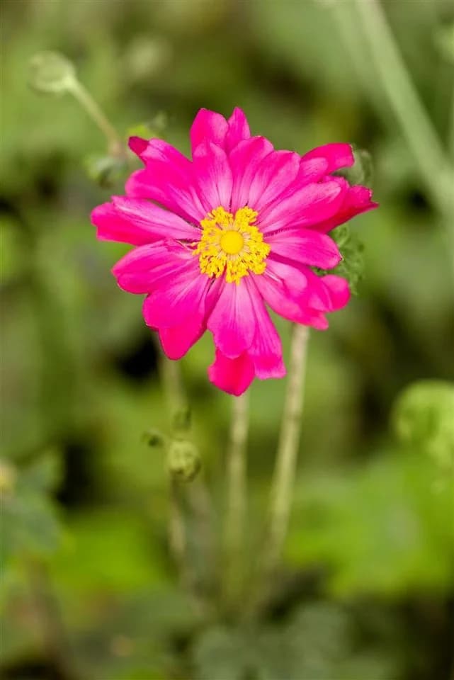 Anemone japonica 'Bressingham Glow' Herbstanemone Rosa