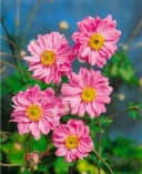 Anemone japonica 'Bressingham Glow' Herbstanemone Rosa Bild 2