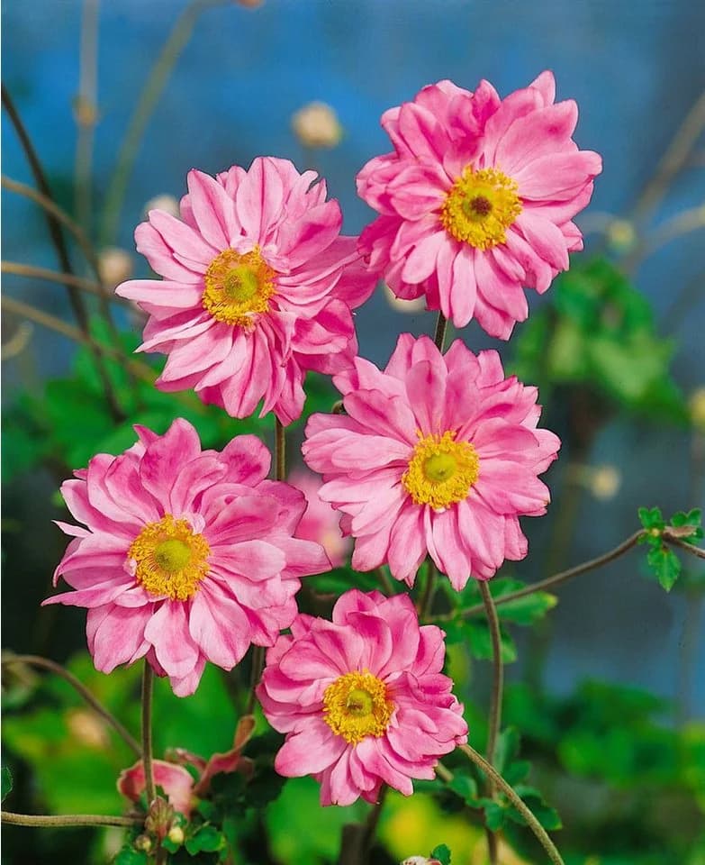 Anemone japonica 'Bressingham Glow' Herbstanemone Rosa - Bild 2