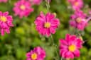 Anemone japonica 'Bressingham Glow' Herbstanemone Rosa Bild 3