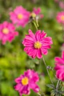 Anemone japonica 'Bressingham Glow' Herbstanemone Rosa Bild 4