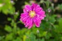 Anemone japonica 'Bressingham Glow' Herbstanemone Rosa Bild 5
