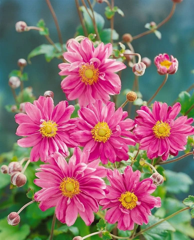 Anemone japonica 'Pamina' Herbst-Anemone Rosa