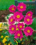 Anemone japonica 'Pamina' Herbst-Anemone Rosa Bild 2