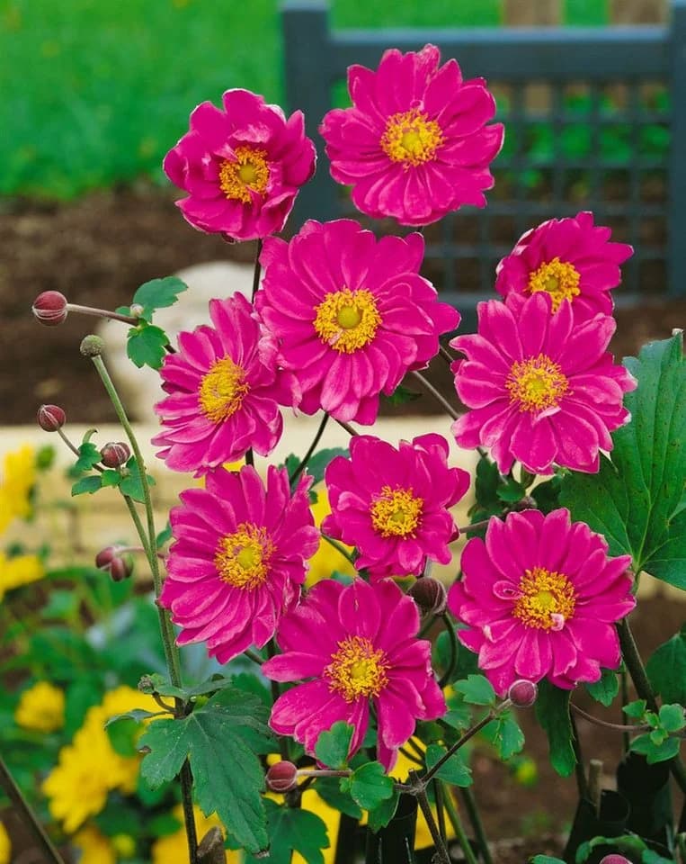 Anemone japonica 'Pamina' Herbst-Anemone Rosa - Bild 2