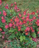 Anemone japonica 'Pamina' Herbst-Anemone Rosa Bild 3
