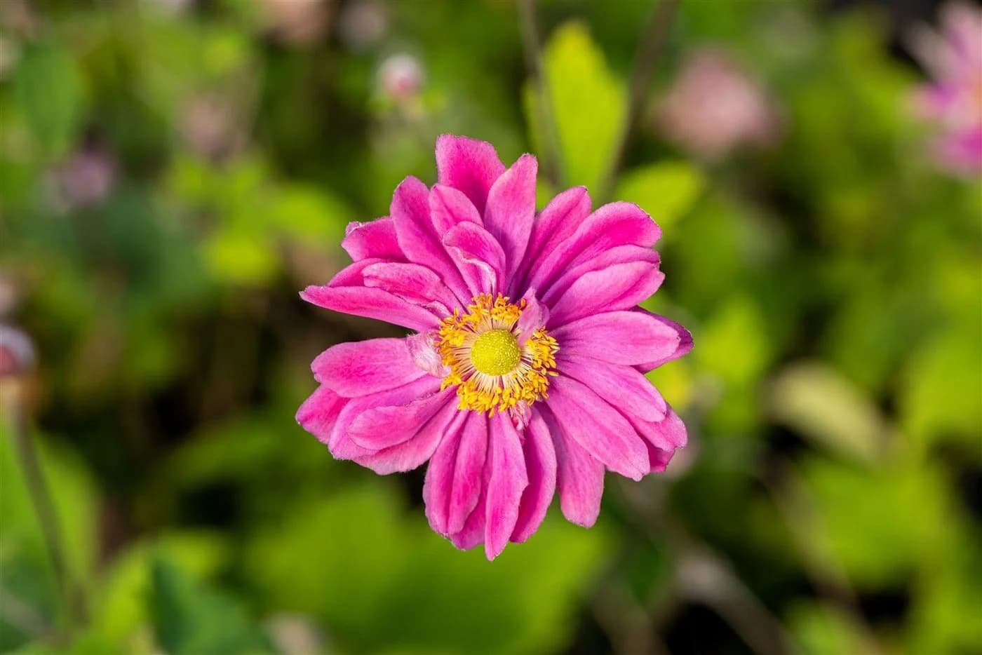 Anemone japonica 'Pamina' Herbst-Anemone Rosa - Bild 4