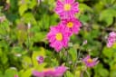 Anemone japonica 'Pamina' Herbst-Anemone Rosa Bild 5