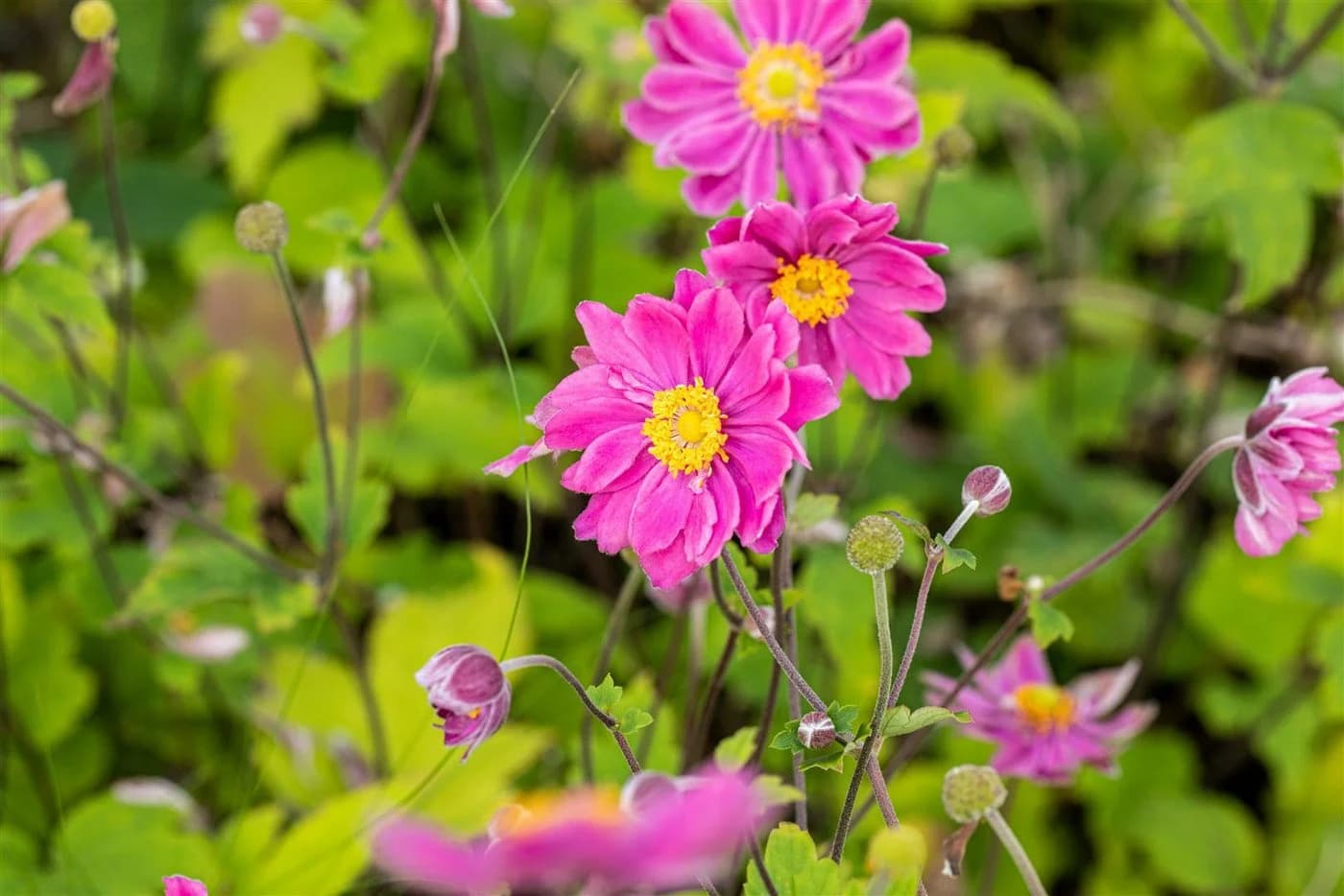 Anemone japonica 'Pamina' Herbst-Anemone Rosa - Bild 5