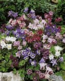 Aquilegia caerulea 'Biedermeier' Akelei Bunt Bild 1