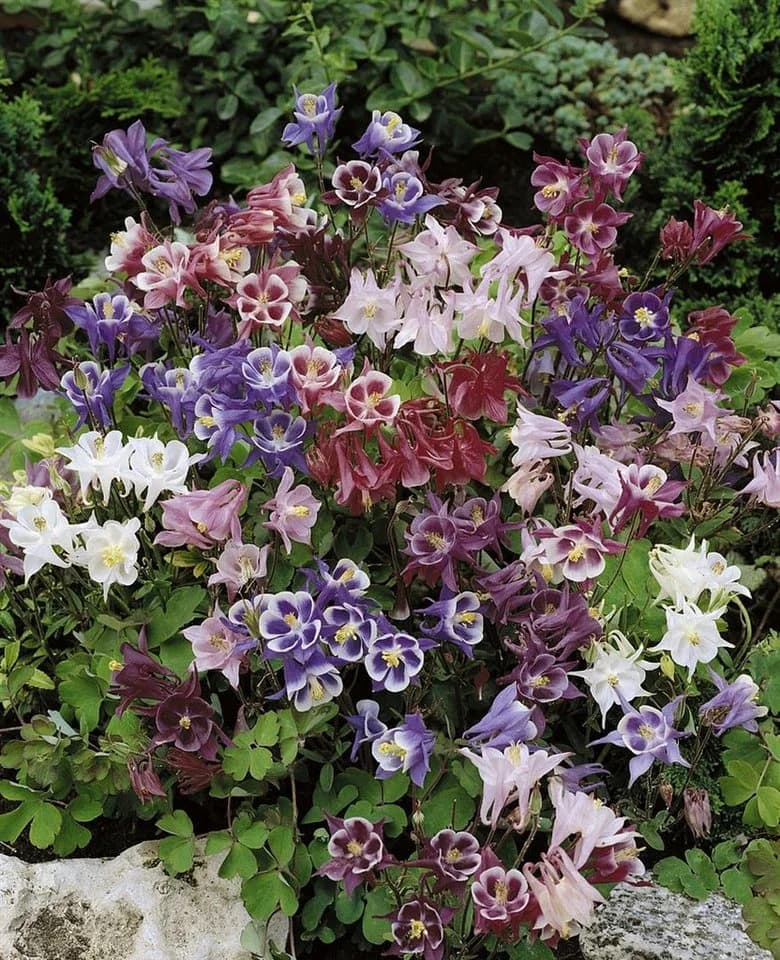 Aquilegia caerulea 'Biedermeier' Akelei Bunt