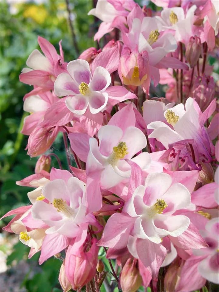 Aquilegia caerulea 'Biedermeier' Akelei Bunt - Bild 2