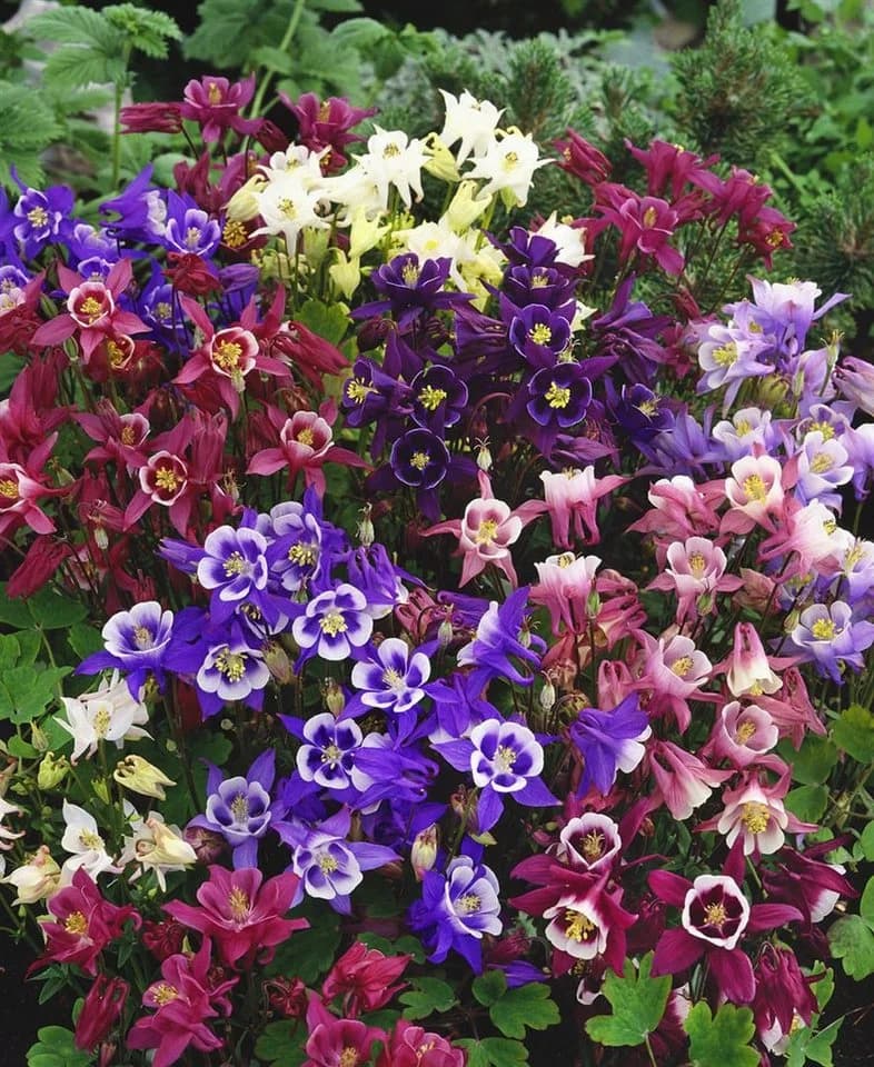 Aquilegia caerulea 'Biedermeier' Akelei Bunt - Bild 3