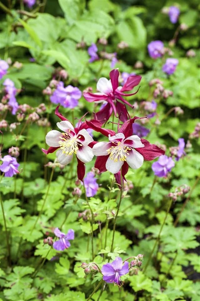 Aquilegia caerulea 'Biedermeier' Akelei Bunt - Bild 4