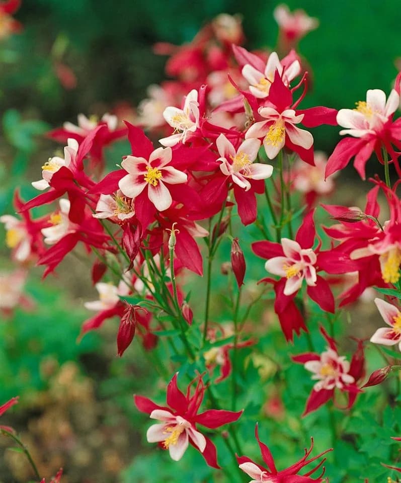 Pflanzen für Dich Akelei Aquilegia Red Hobbit Rot/Weiß Staude