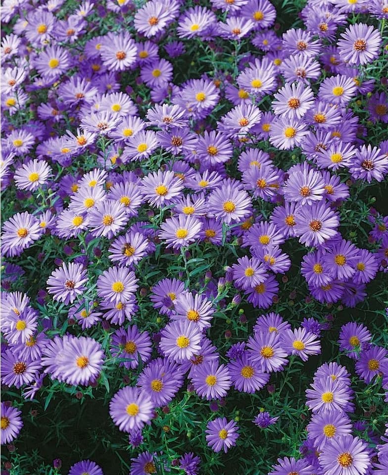 Aster dumosus 'Blauer Gletscher' Kissen-Aster Blau