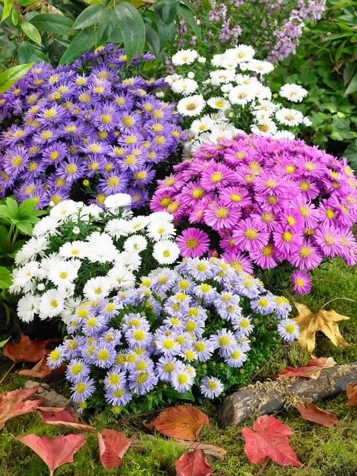 Aster dumosus 'Kristina' Kissen-Aster Weiß