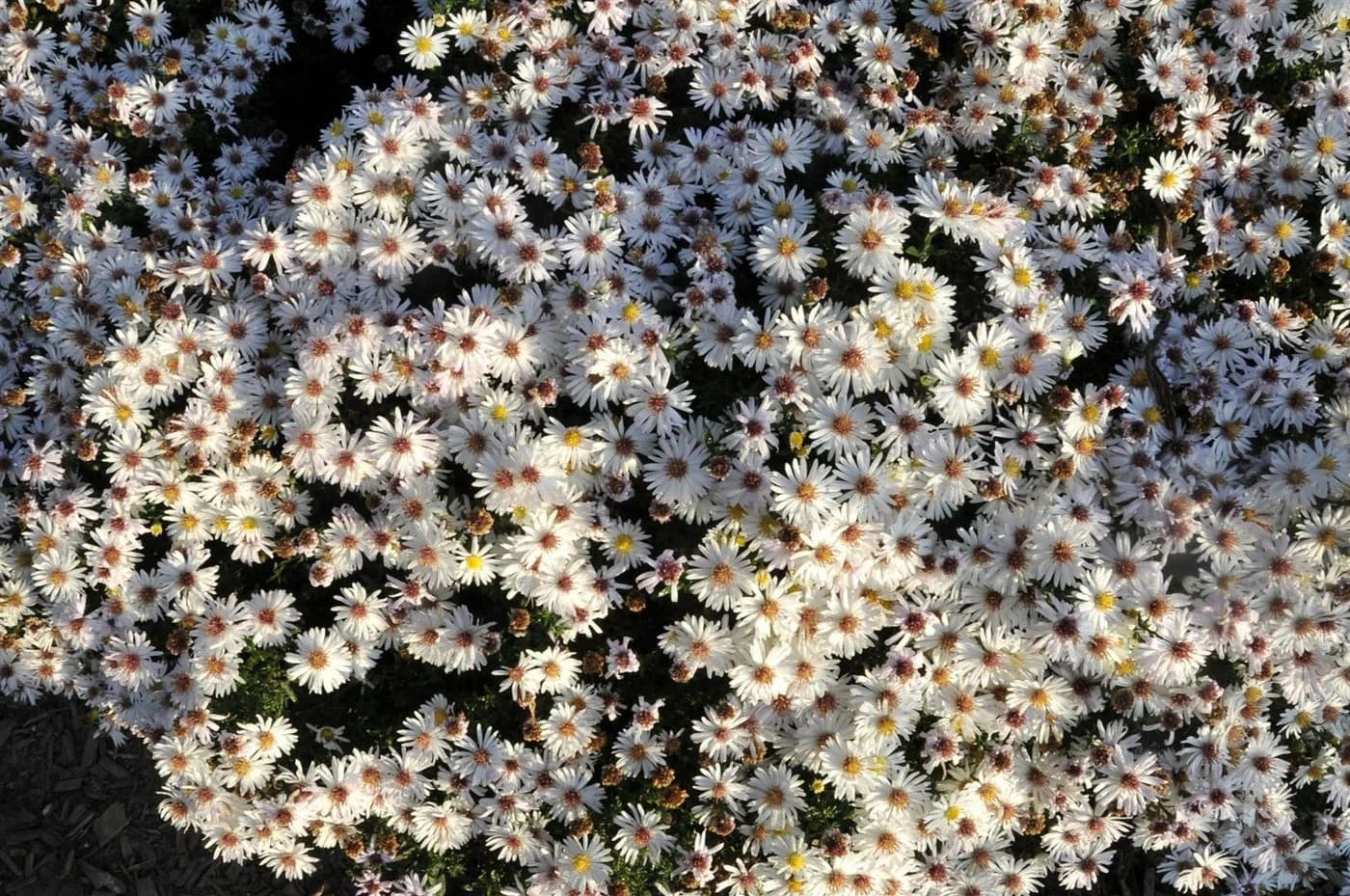 Aster dumosus 'Kristina' Kissen-Aster Weiß - Bild 3