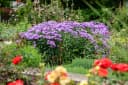 Aster novae-angliae 'Barr's Blue' Herbstaster Blau Bild 1